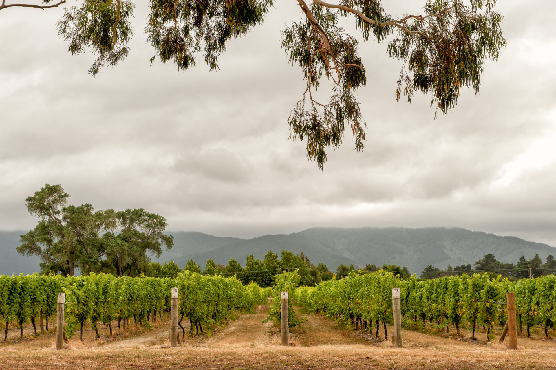 An Introduction To: New Zealand - Jeroboams