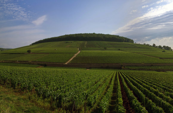An Introduction To: White Burgundy