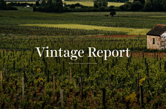 2019 Burgundy Vintage Report