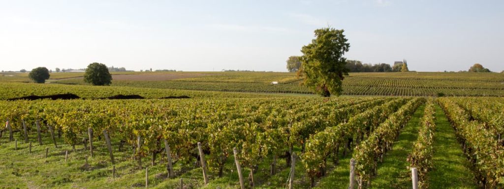A guide to the Haut-Médoc wine region