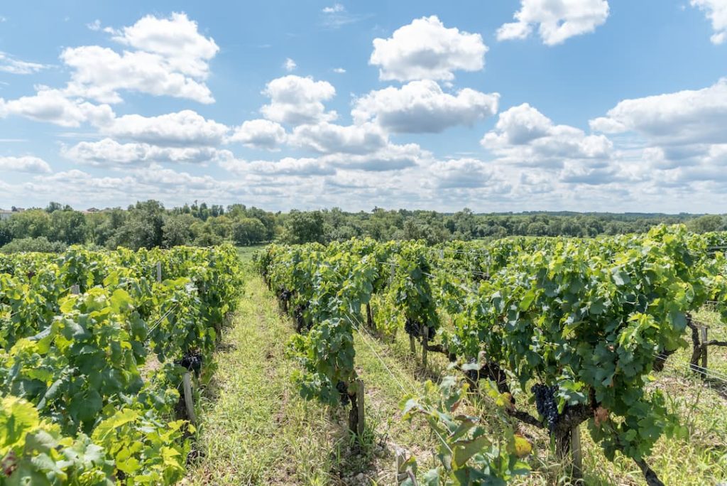 A guide to the Margaux and Pessac-Léognan wine regions