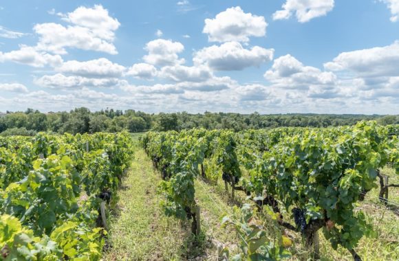 A guide to the Margaux and Pessac-Léognan wine regions