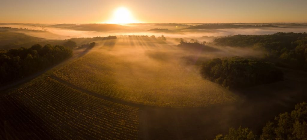 A guide to the Sauternes wine region and the Sémillon grape