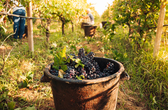 Exploring the wines of Piedmont in six bottles