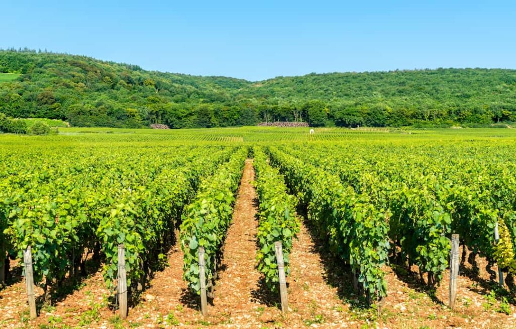 A guide to the Côte de Nuits wine region
