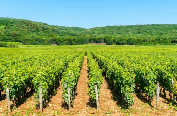 A guide to the Côte de Nuits wine region