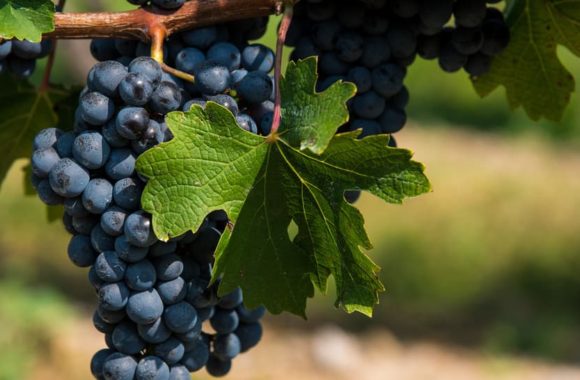 The ‘big three’ grapes of red Bordeaux wine