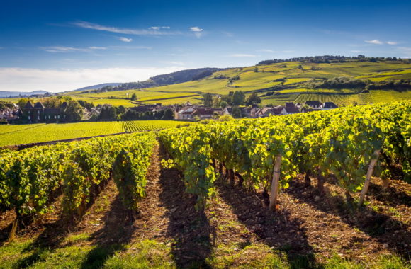 How to choose a Burgundy wine