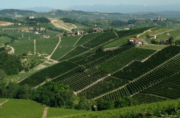 A guide to Piedmont white wines