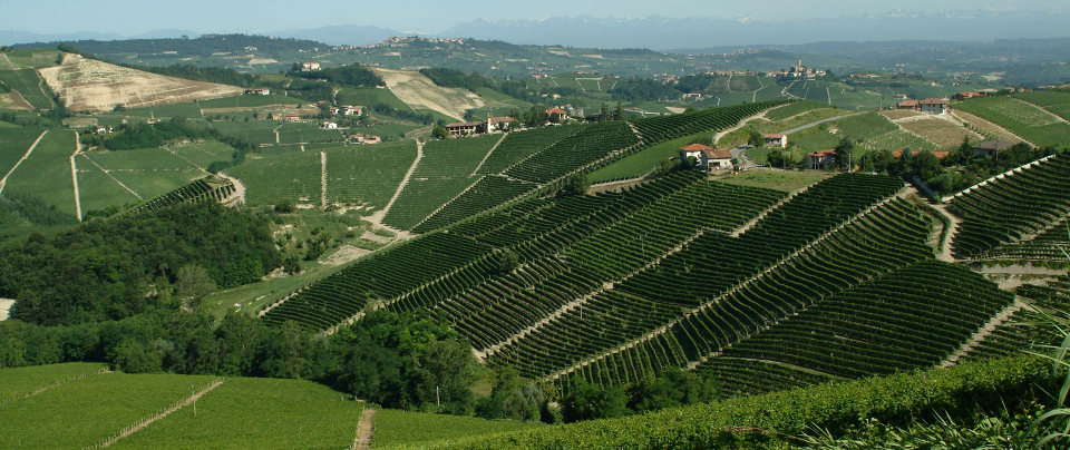 A guide to Piedmont white wines