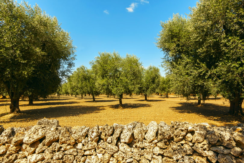 A guide to Puglia wine