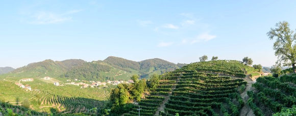 Veneto whites wines: beyond Prosecco