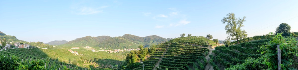 Veneto whites wines: beyond Prosecco