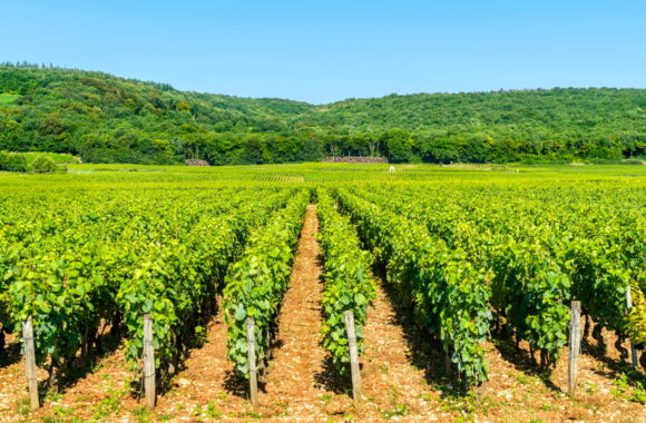 Burgundy wine FAQs