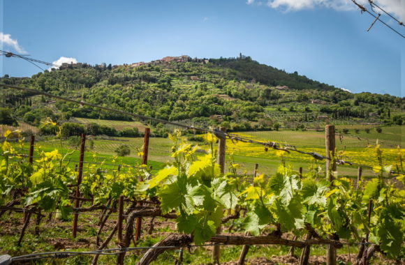 A guide to Brunello di Montalcino vintages
