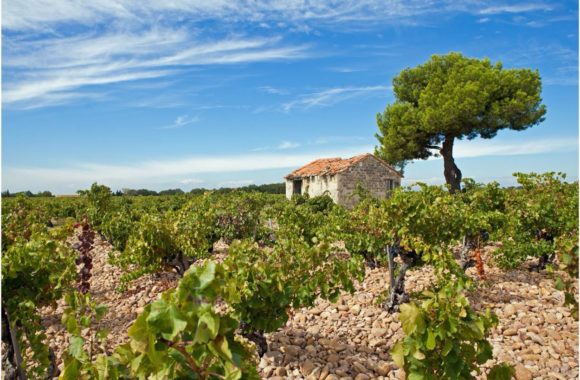 An insider’s guide to Côtes de Provence