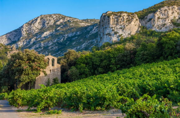 The white wines of the Languedoc-Roussillon