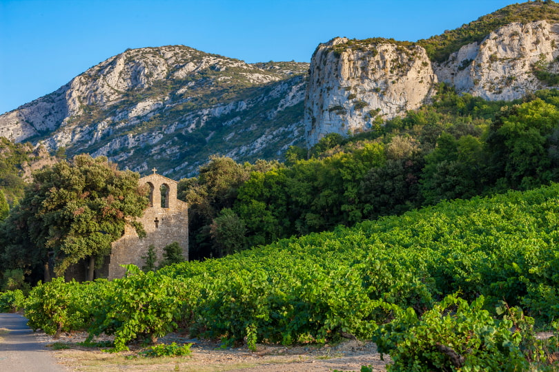 The white wines of the Languedoc-Roussillon