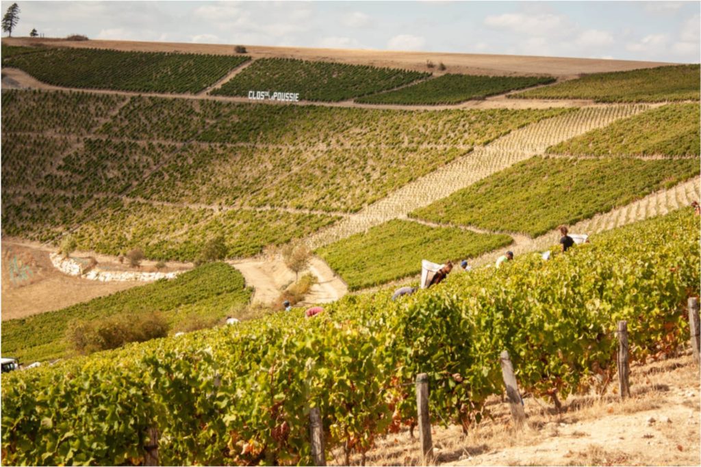 Image showing a hillside vineyard in the Upper Loire Valley. Workers are harvesting grapes for Clos de la Poussie.