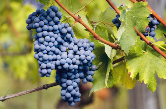 Piedmont red grapes: Nebbiolo, Barbera and Dolcetto
