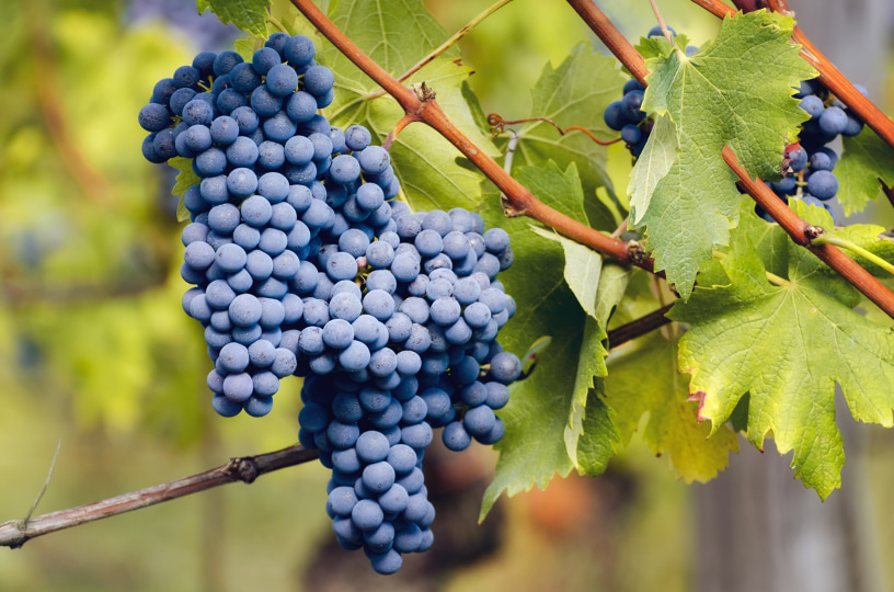 Piedmont red grapes: Nebbiolo, Barbera and Dolcetto