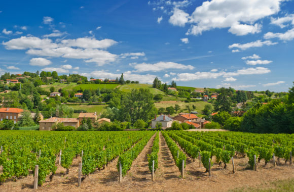 Burgundy wine regions: Beaujolais