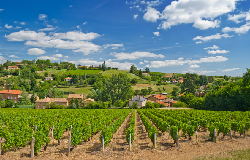 Burgundy wine regions: Beaujolais