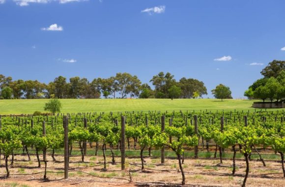 An insider’s guide to wine from Western Australia