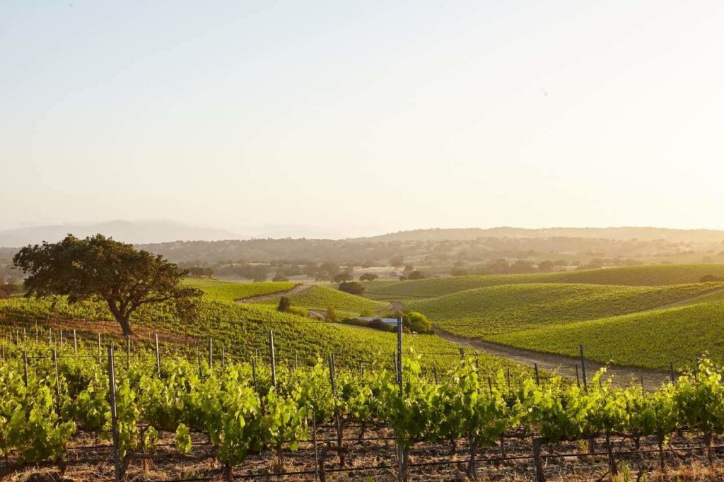 An insider’s guide to Californian wine | History and key wine regions