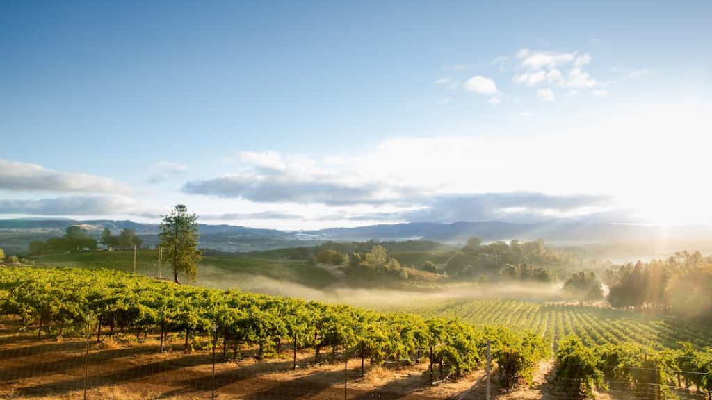 A guide to Californian wine: The North Coast