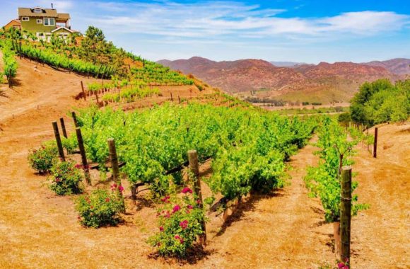 An insider’s guide to Californian wine: South Coast