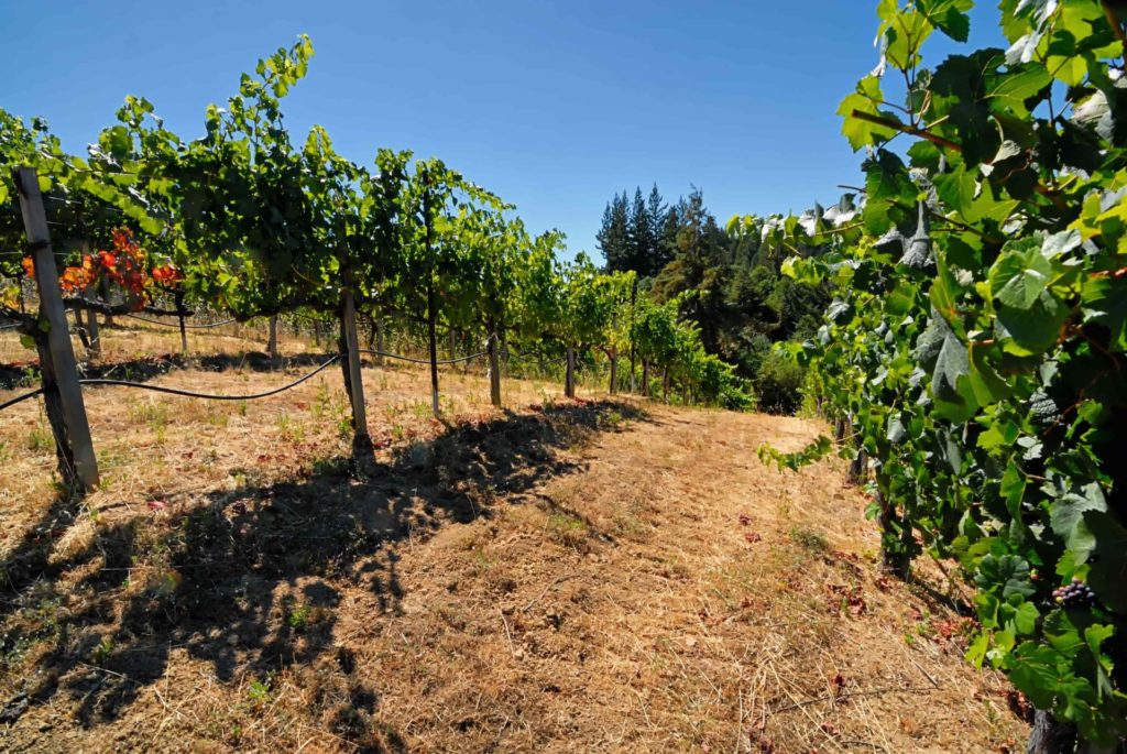 An insider’s guide to Californian wine: the Central Coast