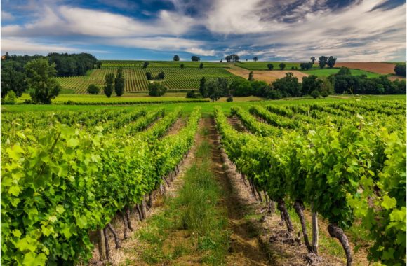 An insider’s guide to the Côtes de Gascogne