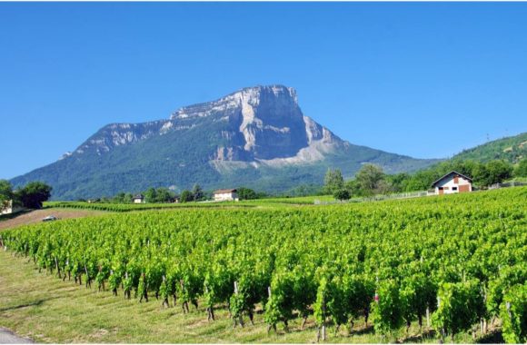 An insider’s guide to Savoie wine