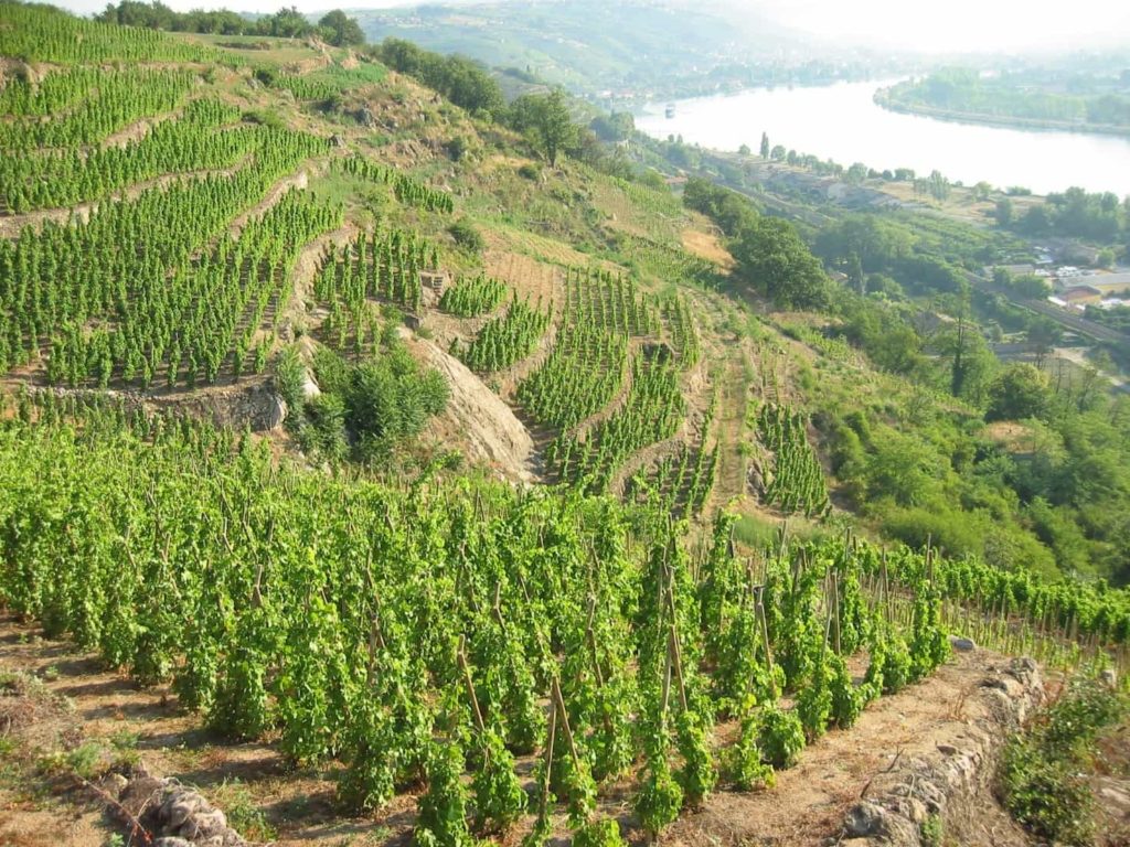 A guide to the Northern Rhône wine region