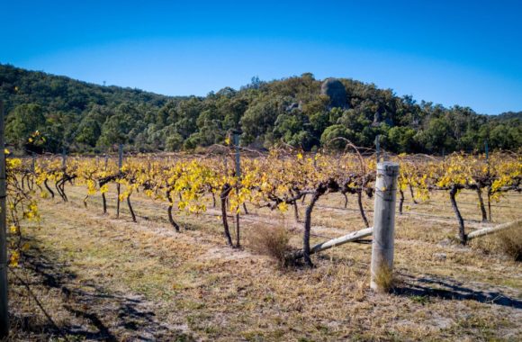A guide to wine from Australia: Queensland