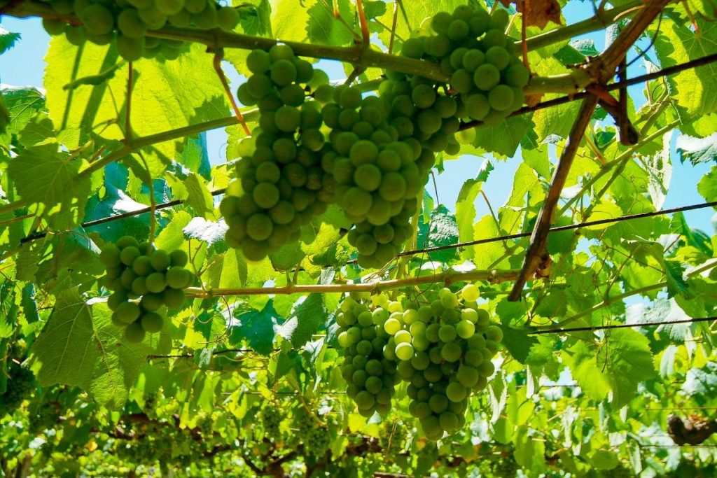 A dense, green canopy of Albariño vines, with bunches of large, round, bright green grapes hanging down.
