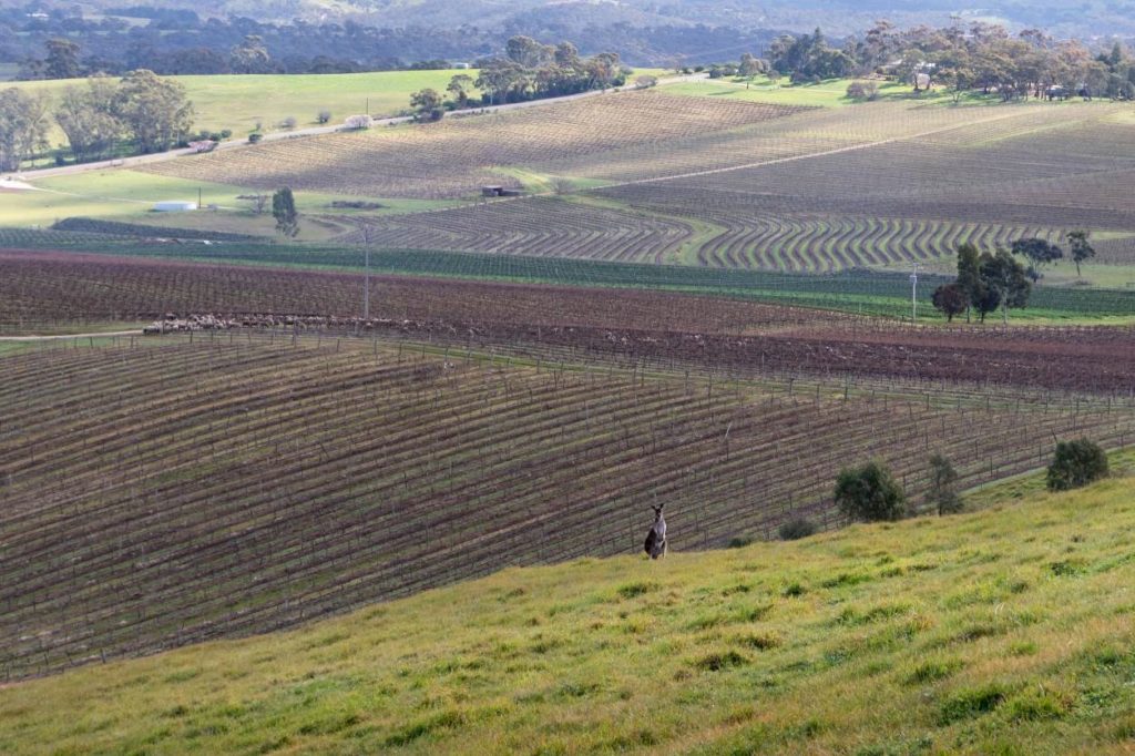 A hilltop view of a bare Clare Valley vineyard, a wallaby sits in the middle of the picture, on the hillside.
