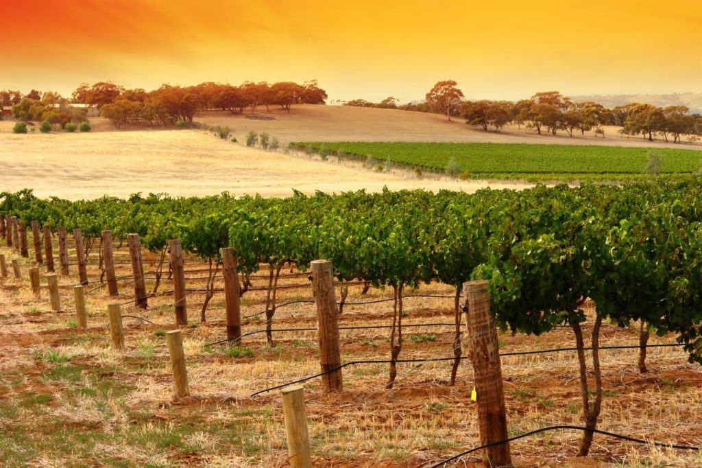 A deep dive into South Australia: Barossa Valley wine