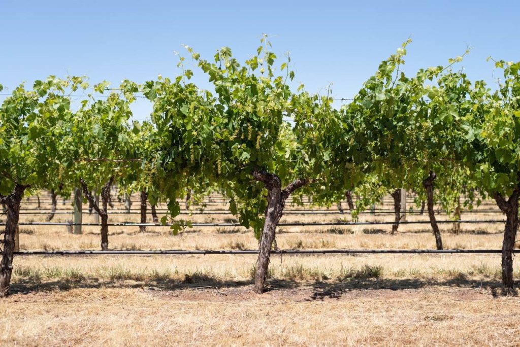 A row of Australian vines traversing horizontally over a dry soil