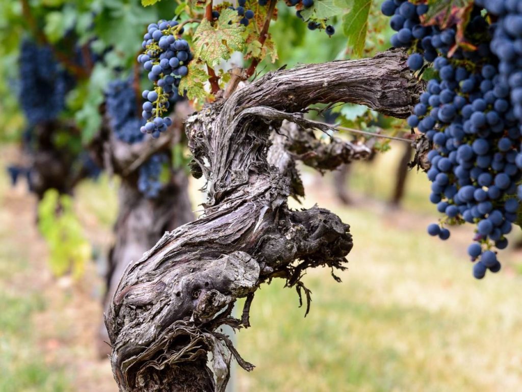 A twisted, knobbly vine trunk with deeply coloured blue/purple grapes hanging in large bunches from the vines.