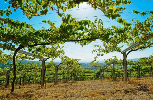 A guide to Spanish wine regions: Rías Baixas