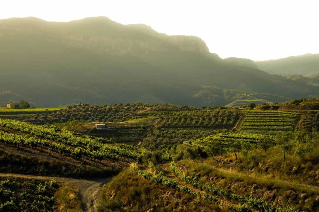 Rich green vineyards are visible on the undulating landscape of Priorat. A fog is settling over the valley 