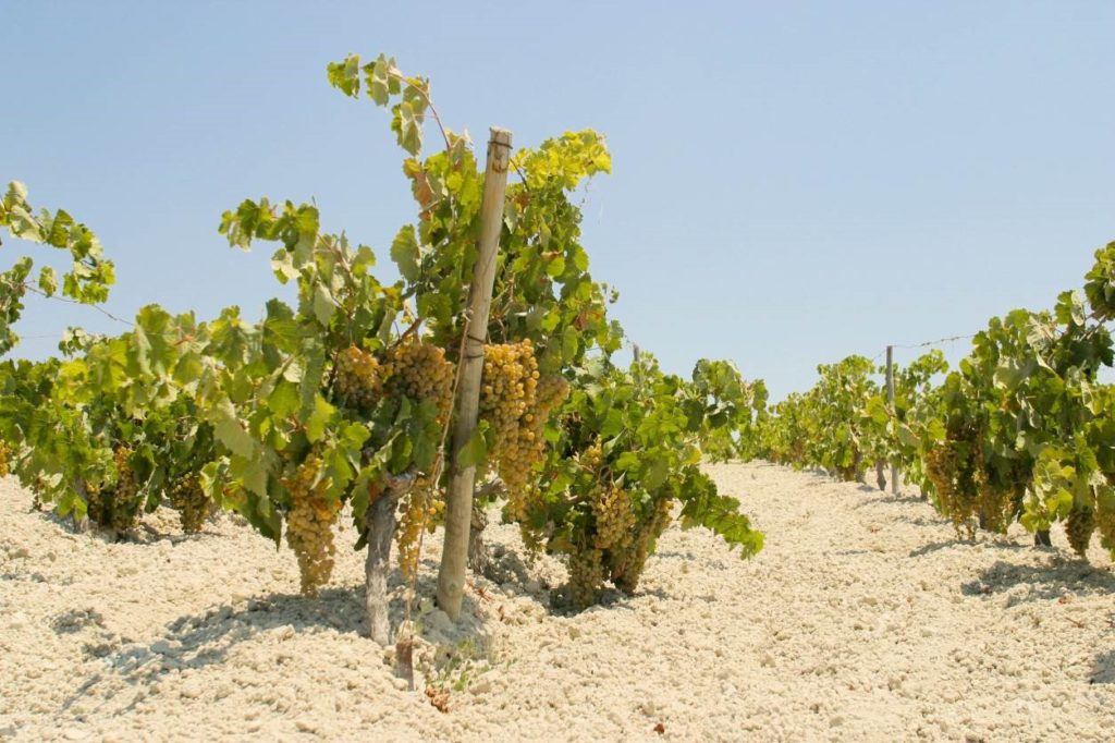 Short vines growing sweet Sherry grapes, in sandy-looking soil. The grapes are small, round and golden in colour.
