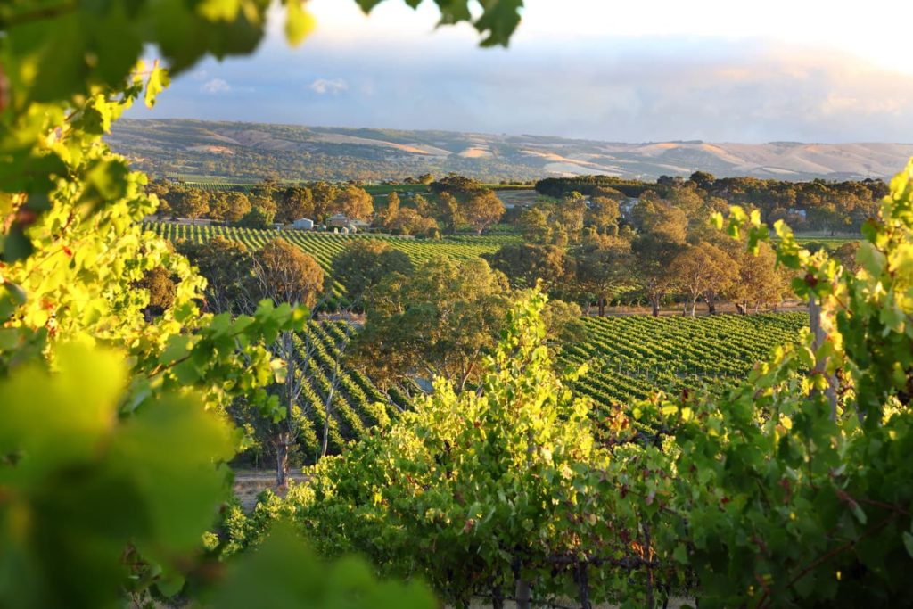 An overview of wine from South Australia