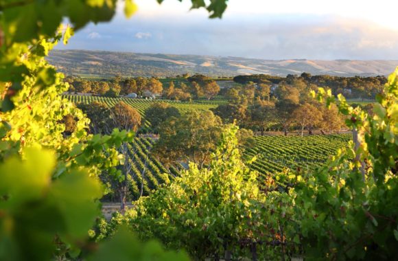 An overview of wine from South Australia