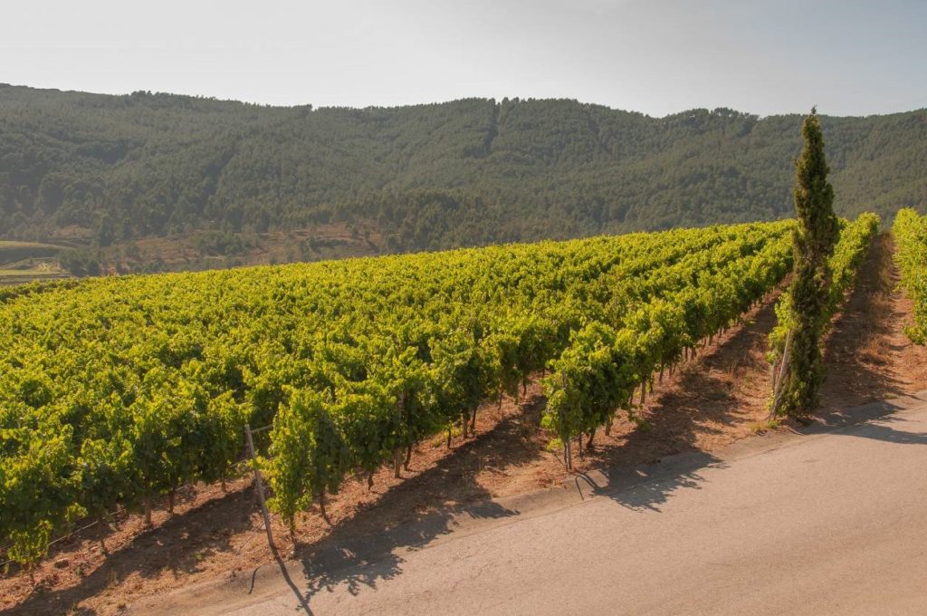 Thick green vines stretching from the roadside into the rolling hill of the Rías Baixa region