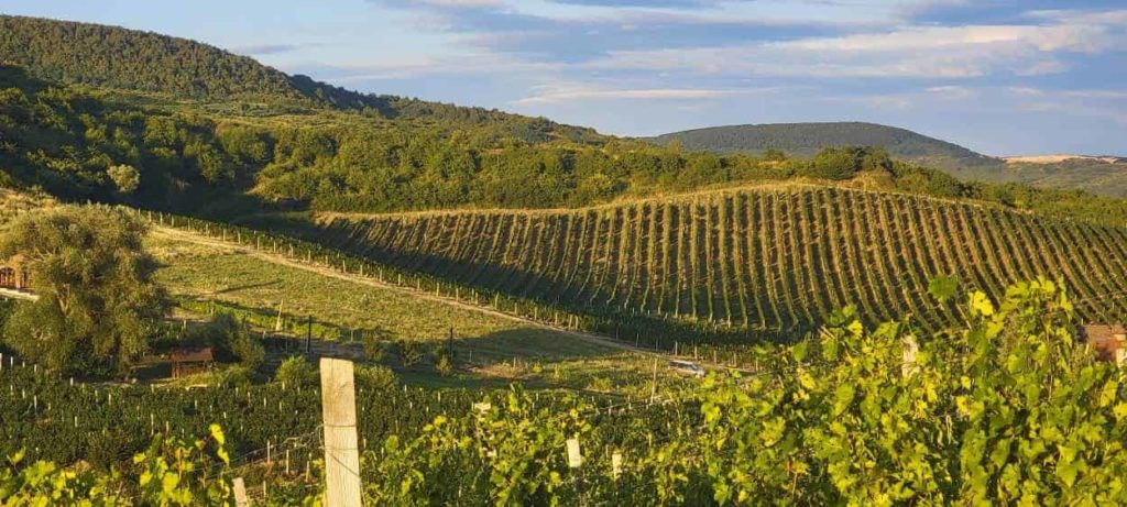 Spanish wine regions: an overview of Galician wine