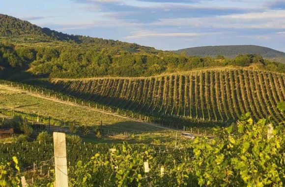 Spanish wine regions: an overview of Galician wine
