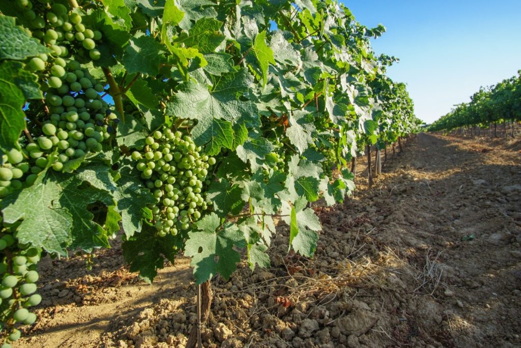 White grape vines stretching out into the distance, large bunches of bright green grapes are visible hanging off the vines.